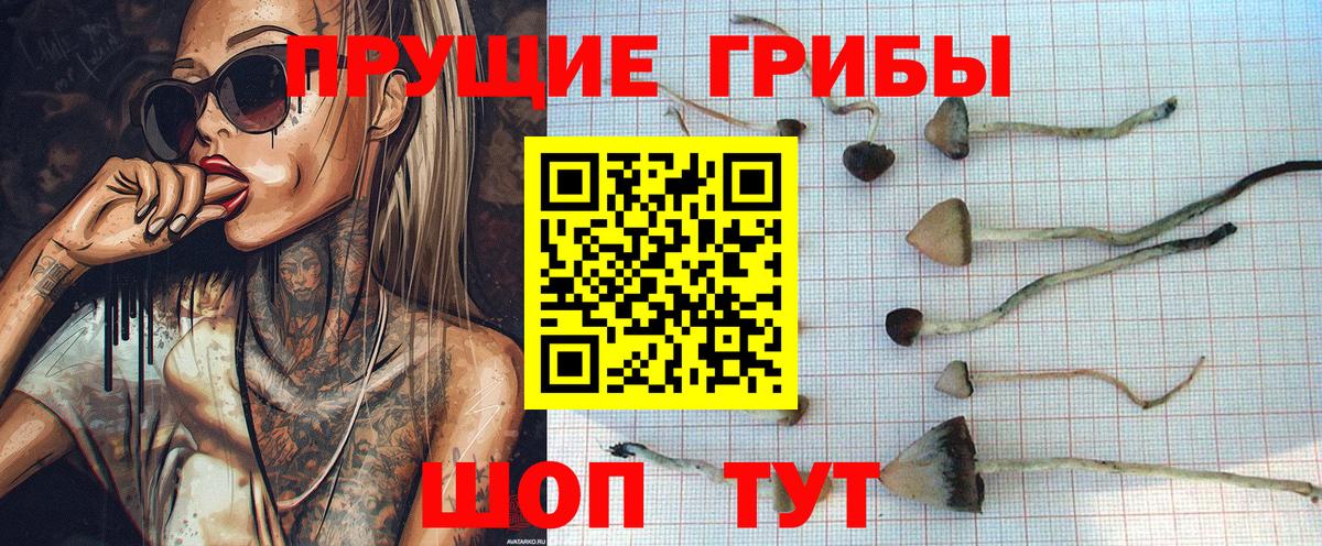 Мценск  Галлюциногенные грибы Cubensis  что такое наркотик  Вход с VPN 
